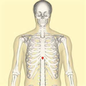xiphoid process