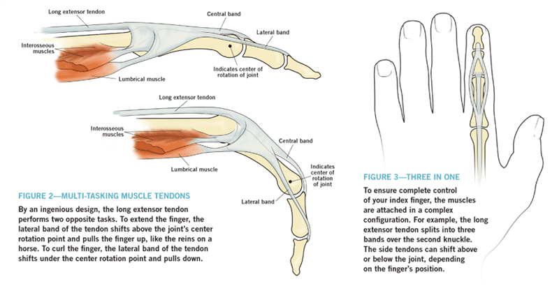 index tendon