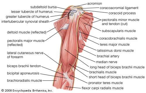 anatomy upper arm